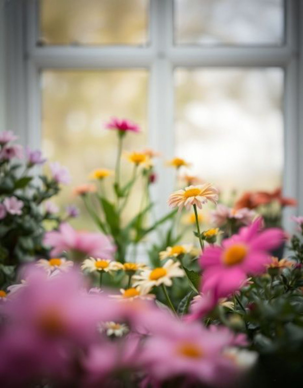 Open window framing a colorful flower garden outside