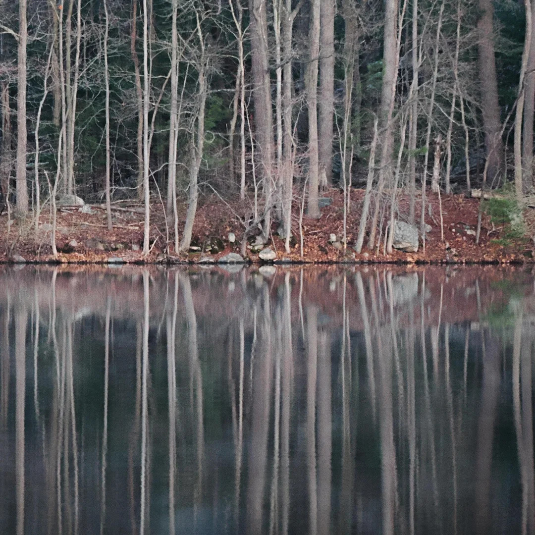 Bare trees reflected in calm lake water along a wooded shore