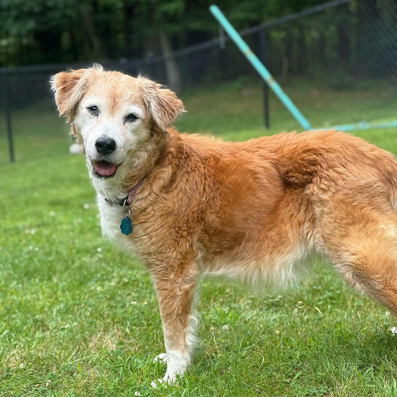 Golden Dog Lulu Outdoors