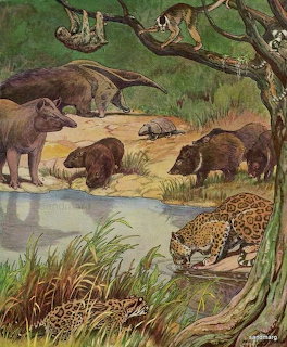 Illustrated scene of South American animals including jaguar, capybara, sloth, anteater and armadillo near water