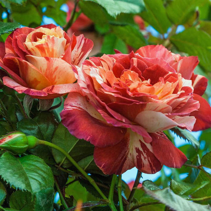 Two coral-pink roses with ruffled petals blooming outdoors against green foliage and blue sky