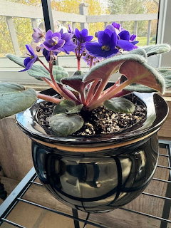 African Violets in Self-Watering Pot