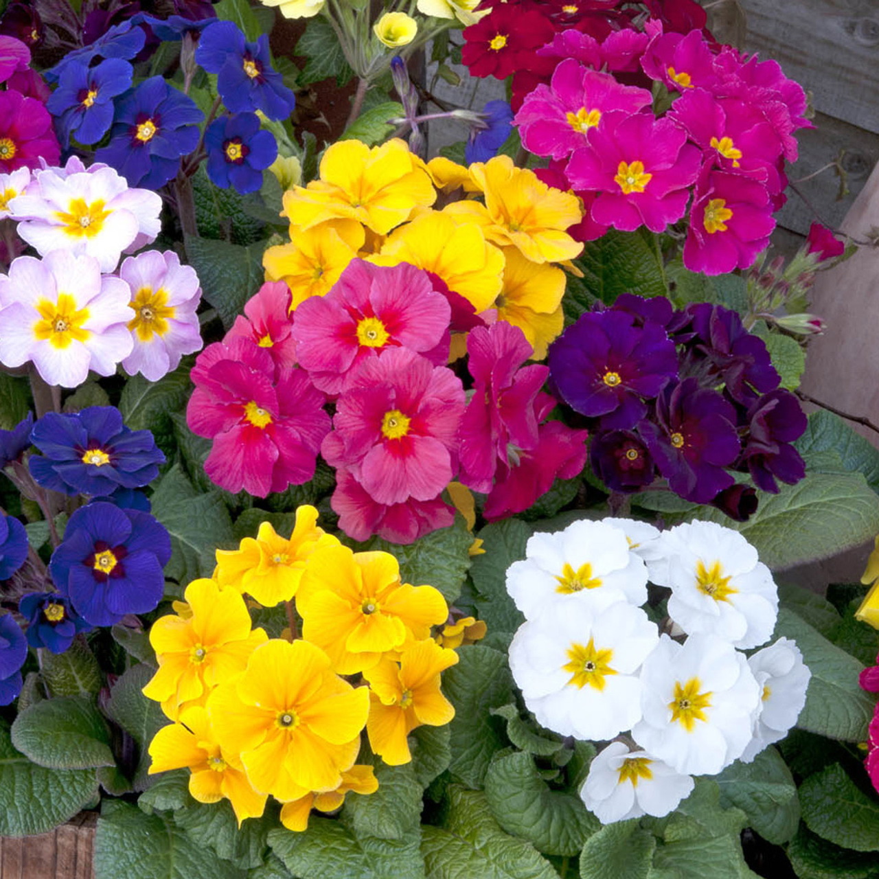 Colorful primrose flowers in pink, yellow, white, blue, and purple clusters with green leaves