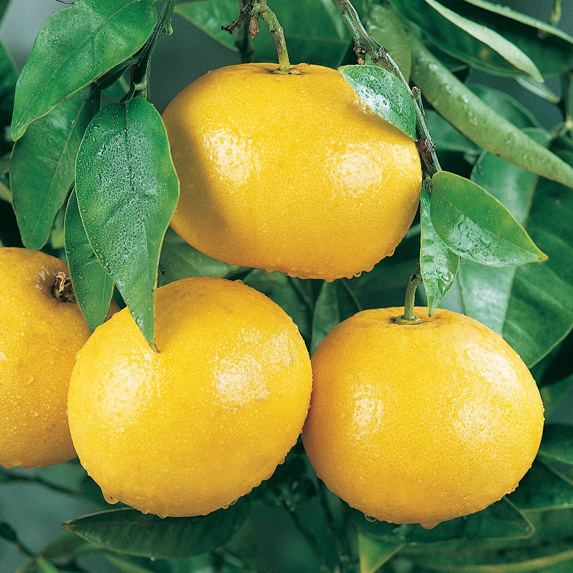Four yellow grapefruits with green leaves on tree branches