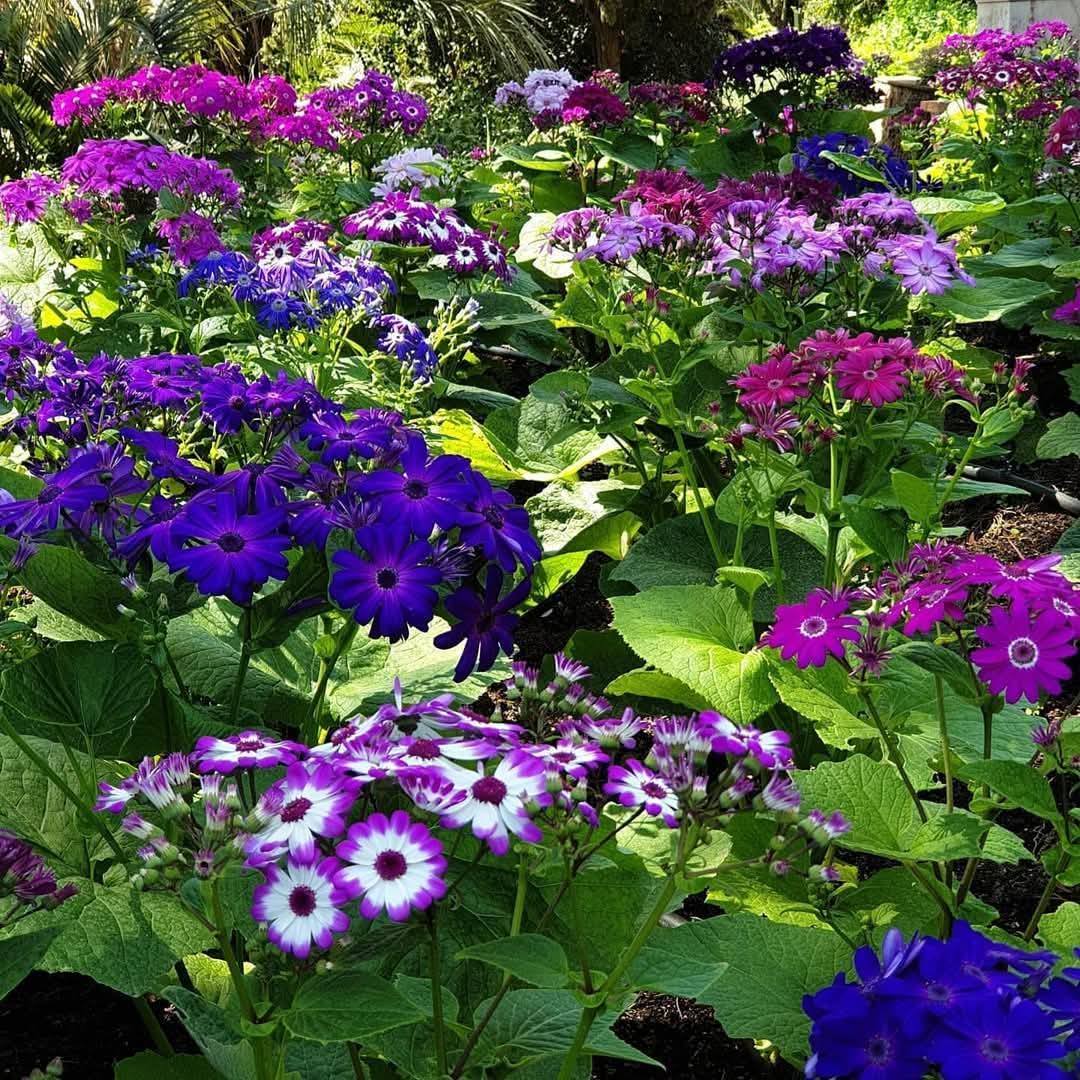 Dense garden bed with purple, blue, pink and white flowers among green leaves