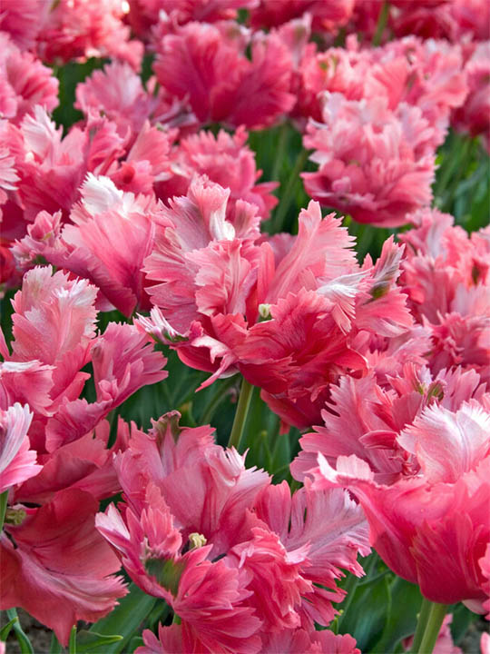 Close-up of many pink fringed tulips blooming among green leaves