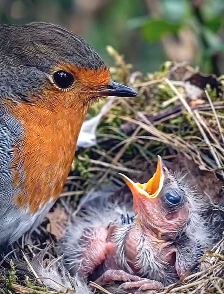 Robin Feeding Baby Birds