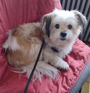 Small tan and white fluffy dog lying on pink blanket indoors