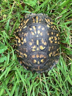 Eastern box turtle with yellow and brown patterned shell viewed from above on green grass