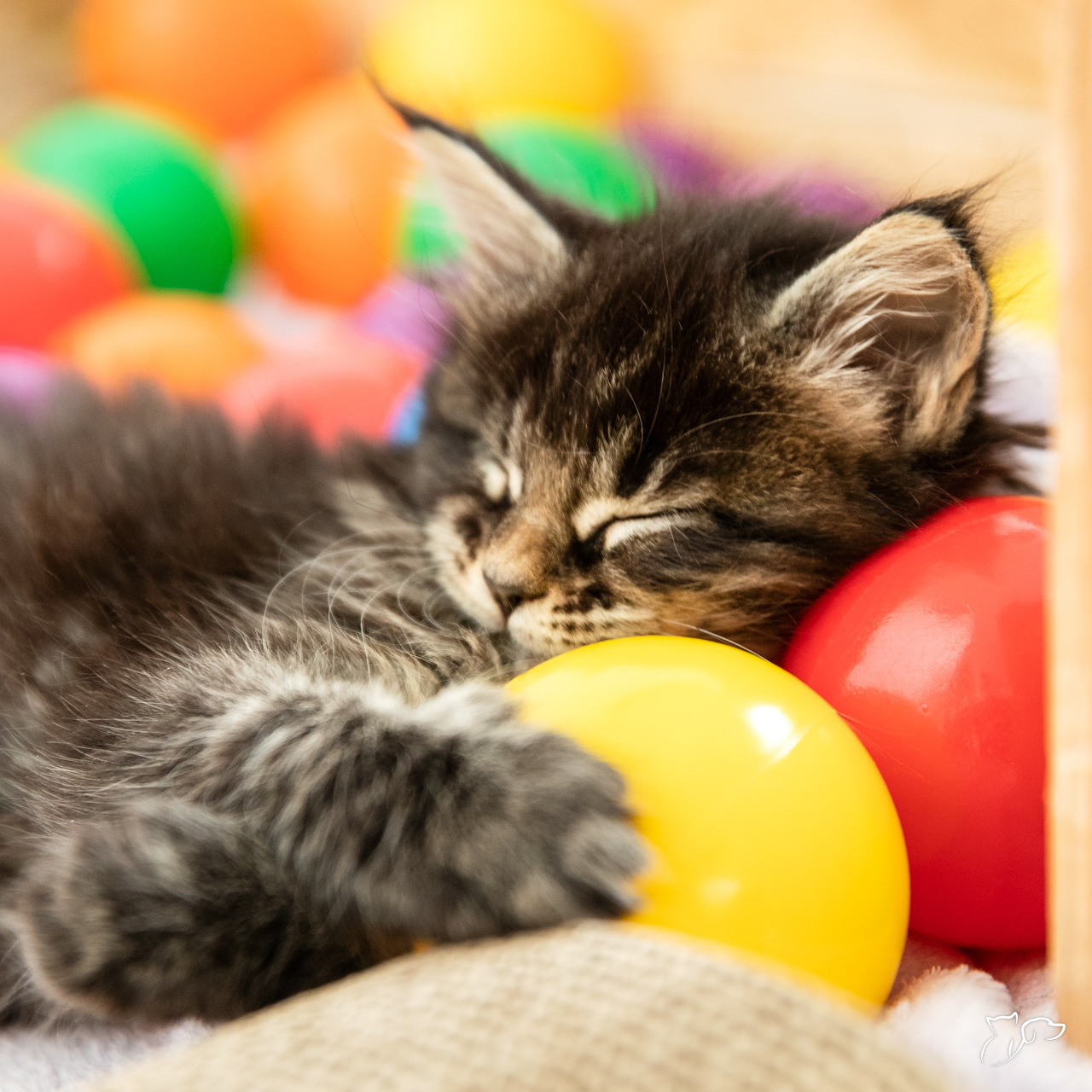 Tabby Kitten Sleeping on Colorful Balls