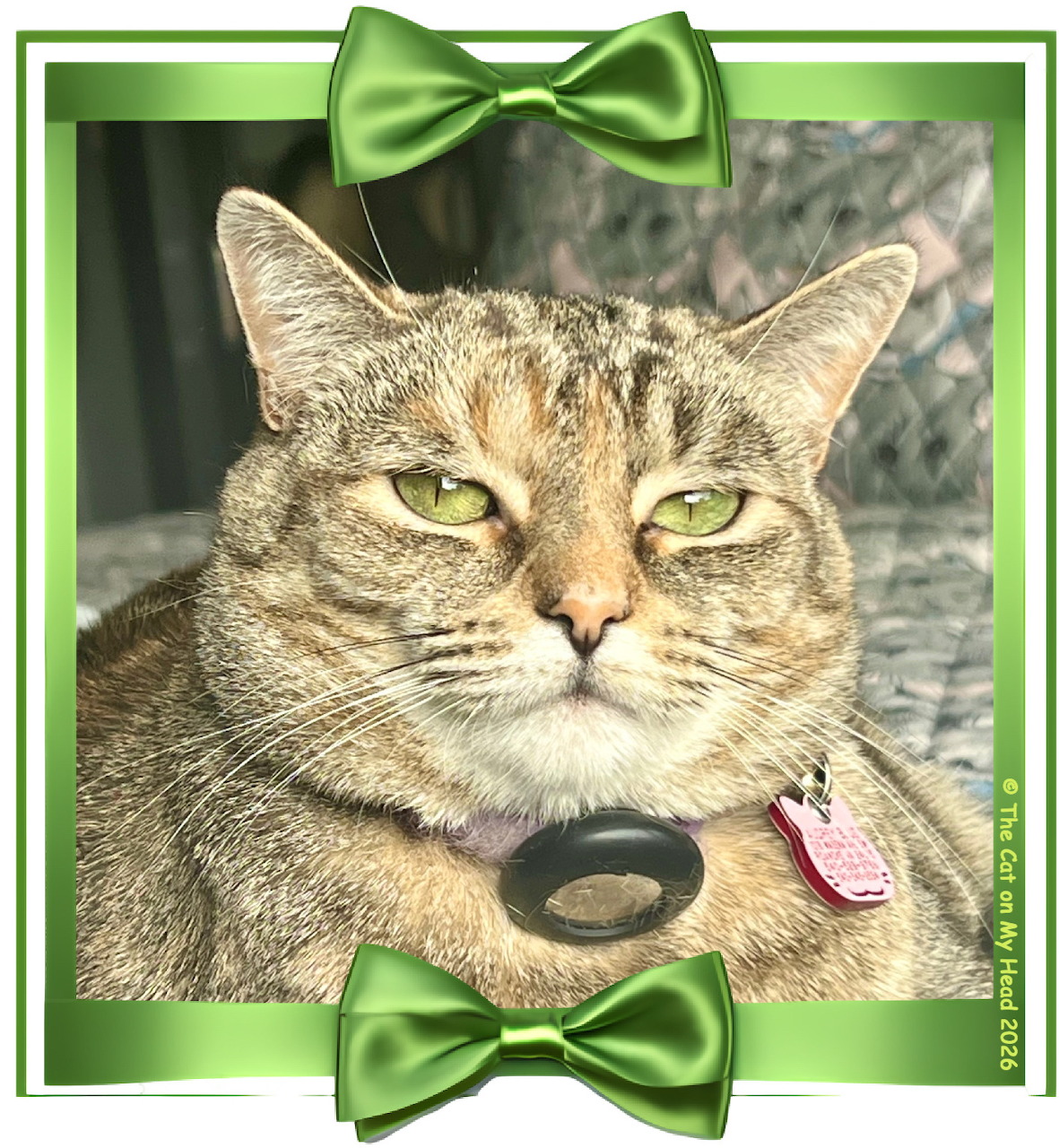 Close-up of a green-eyed torbie cat wearing a collar inside a green decorative frame