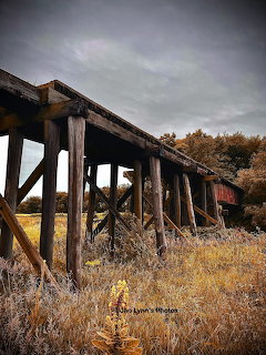 Abandoned wooden railroad trestle bridge over dry golden grasses with trees and cloudy sky in background
