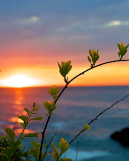 Plant branch silhouette against colorful sunrise over ocean