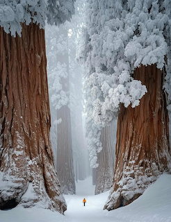 Two giant sequoia tree trunks covered in snow with a small person standing between them in a winter forest