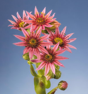 Pink cobweb houseleek flowers with fuzzy green rosettes on blue sky background