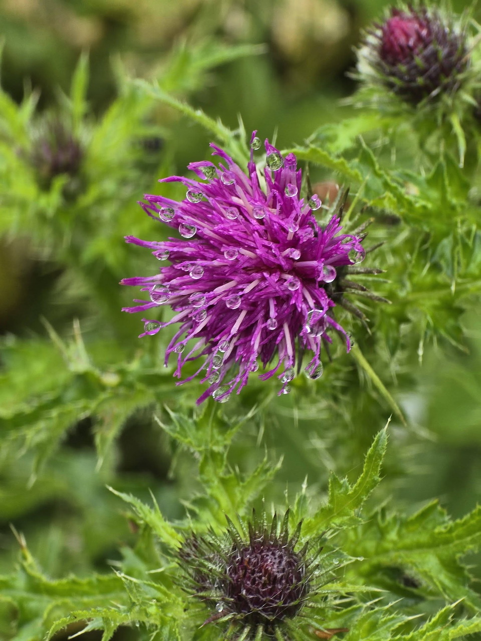 Purple thistle flower with water droplets and spiky green leaves in close-up