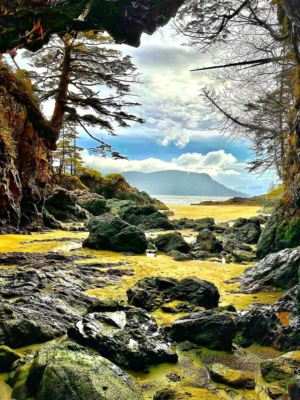 Rocky beach cove framed by trees with seaweed-covered stones, water, and distant mountains