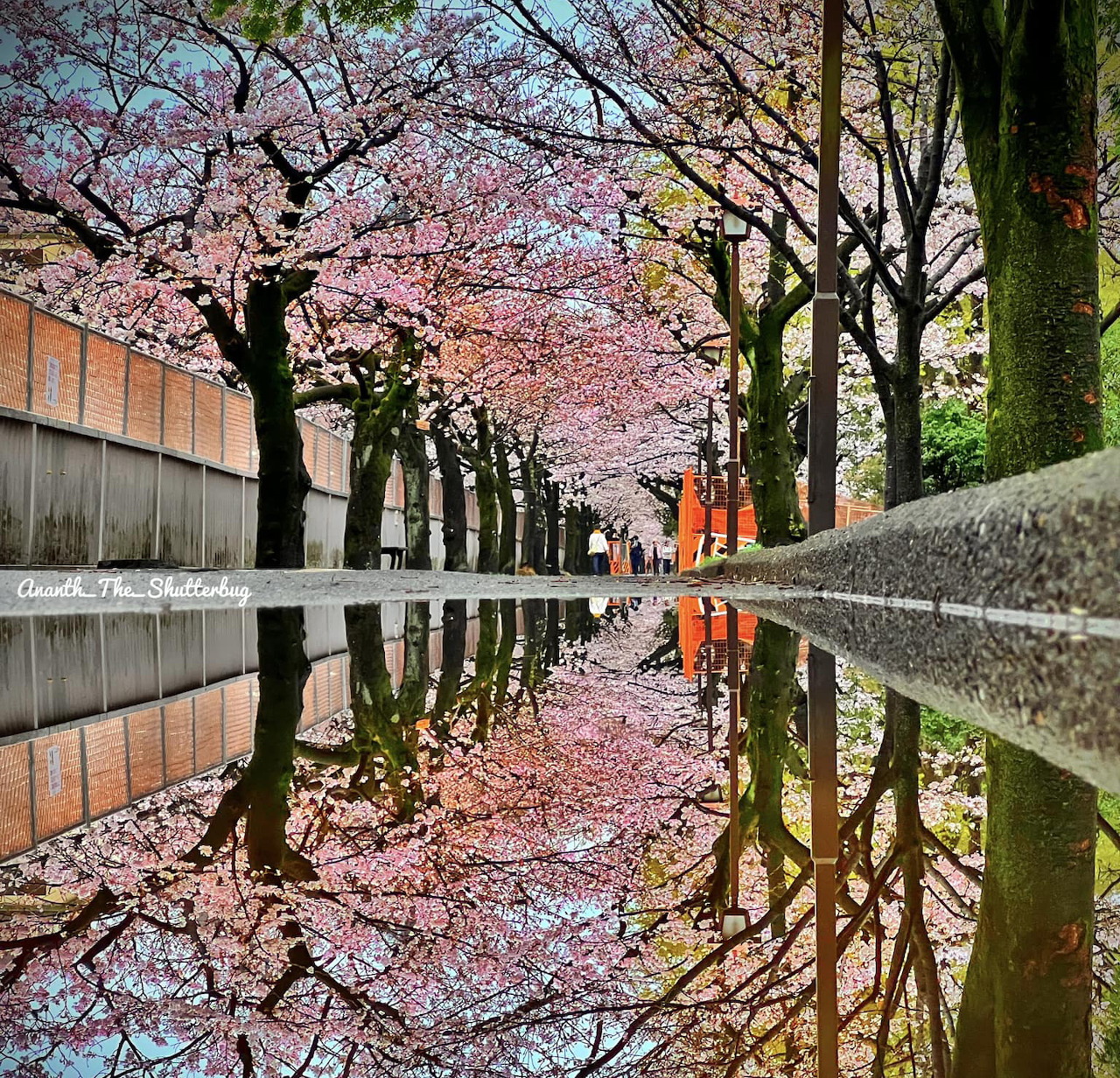 Cherry blossom trees reflecting in canal water with wooden fence and path in Tokyo park
