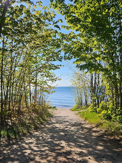 Forest Path to Lake