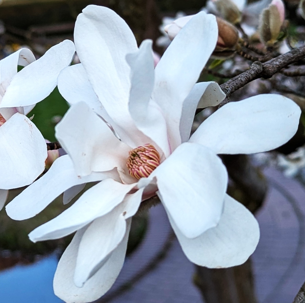 White star magnolia flowers with pink centers blooming on dark branches
