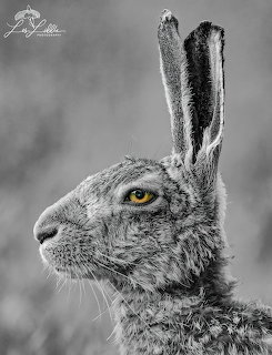 Side profile of a hare with one yellow eye visible against gray background