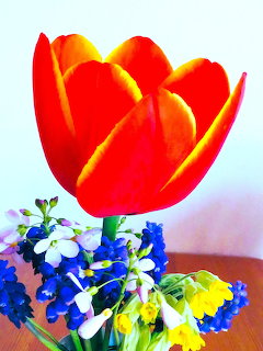 Bright red and yellow tulip with blue grape hyacinths and white snowdrops in a spring bouquet