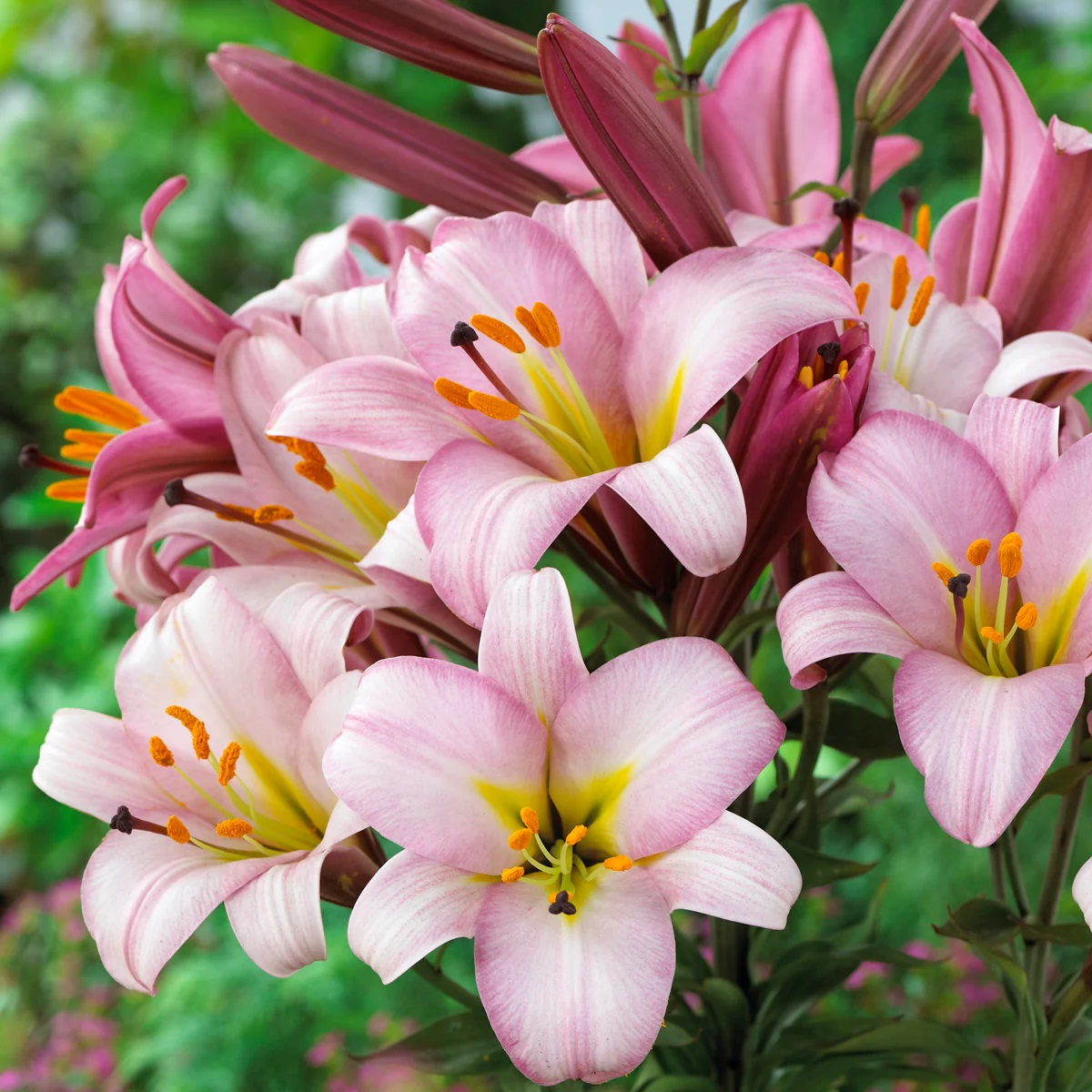 Cluster of pink lily flowers with yellow stamens and dark red buds on green stems