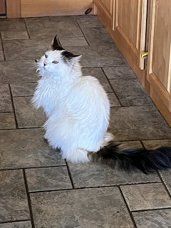 Fluffy white cat with black ears and tail sitting on stone tile kitchen floor looking up