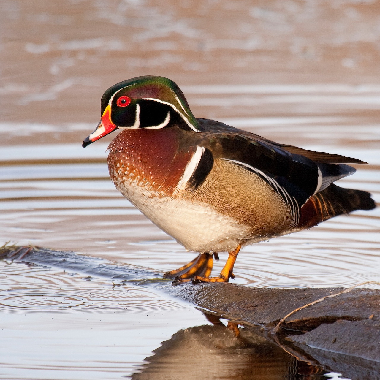 Wood Duck