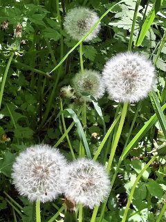 Close-up of white dandelion seed heads among green grass and leaves