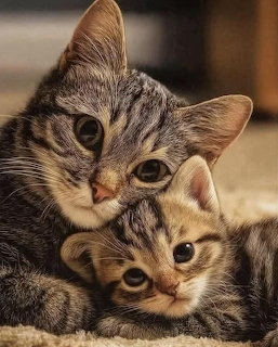 Tabby mother cat cuddling with her small kitten on a soft surface