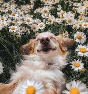 Golden and white dog lying in a field of white daisies, looking upward with a happy expression