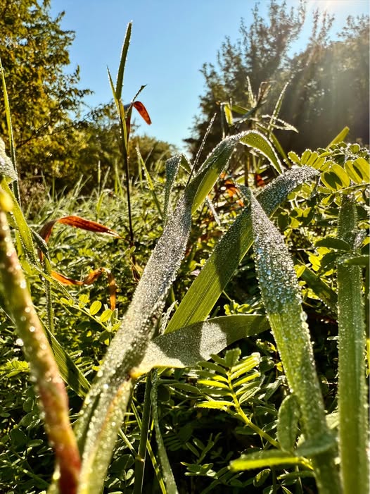 Dew droplets on green grass blades and plants in early morning sunlight with trees in background