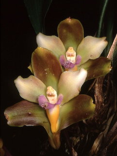 Bifrenaria mellicolor orchid with cream and purple flowers on dark background