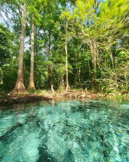 Clear blue spring water beside a dense forest of tall green trees