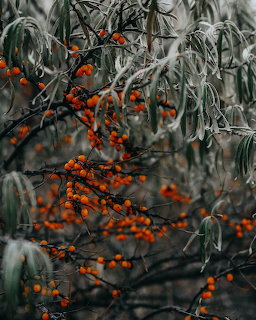 Orange sea buckthorn berries on branches with silvery-green leaves