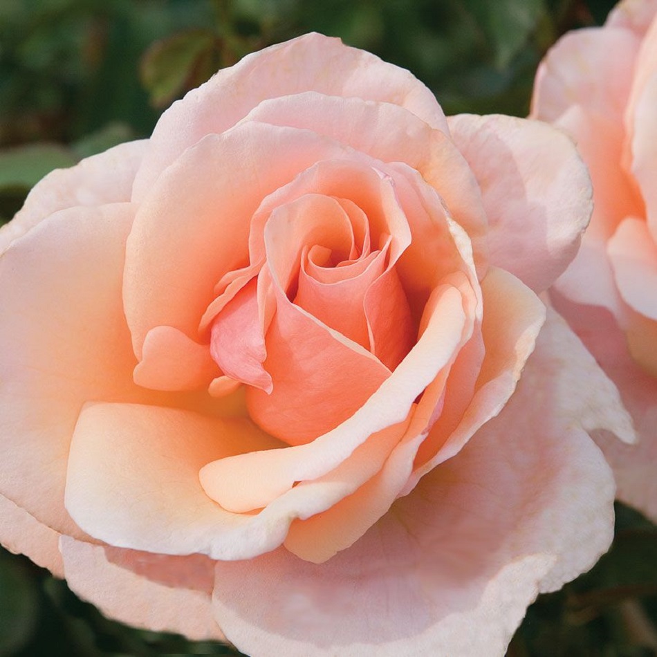 Close-up of a peach-colored rose with layered petals in soft focus
