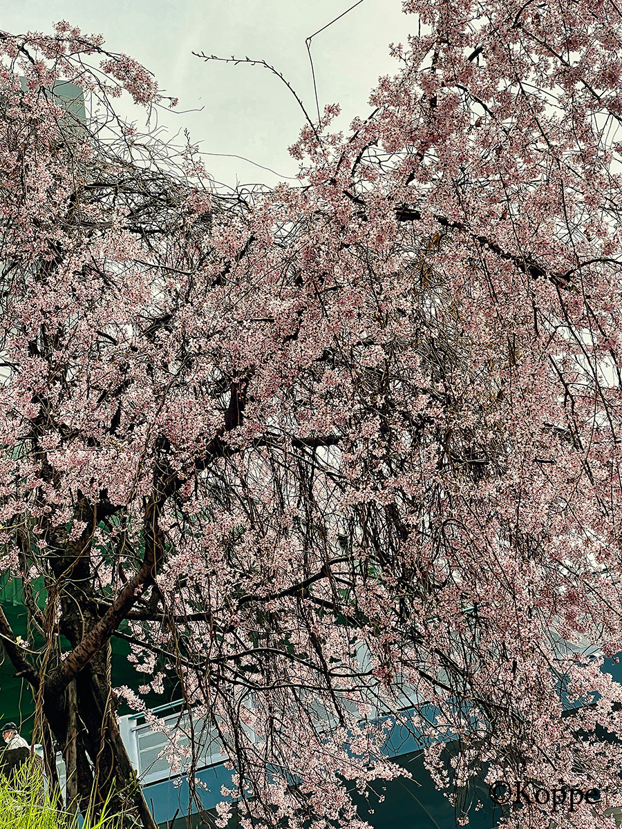 Weeping cherry blossom tree with cascading pink flowers against a grey sky