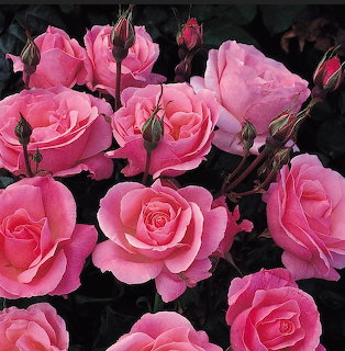 Close-up of pink rose blossoms and buds against dark leaves