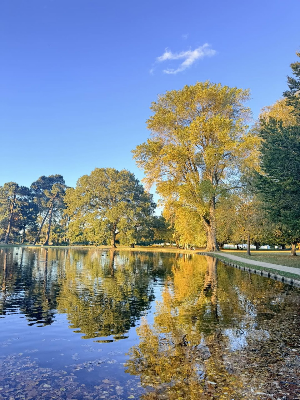 Golden autumn trees reflected in pond at Hagley Park, Christchurch with blue sky