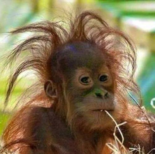 Baby Orangutan Wild Hair
