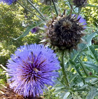 Purple cardoon thistle flower with spiky petals and green leaves in garden