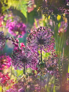 Purple allium flowers with spherical blooms in a garden with blurred colorful flowers in background