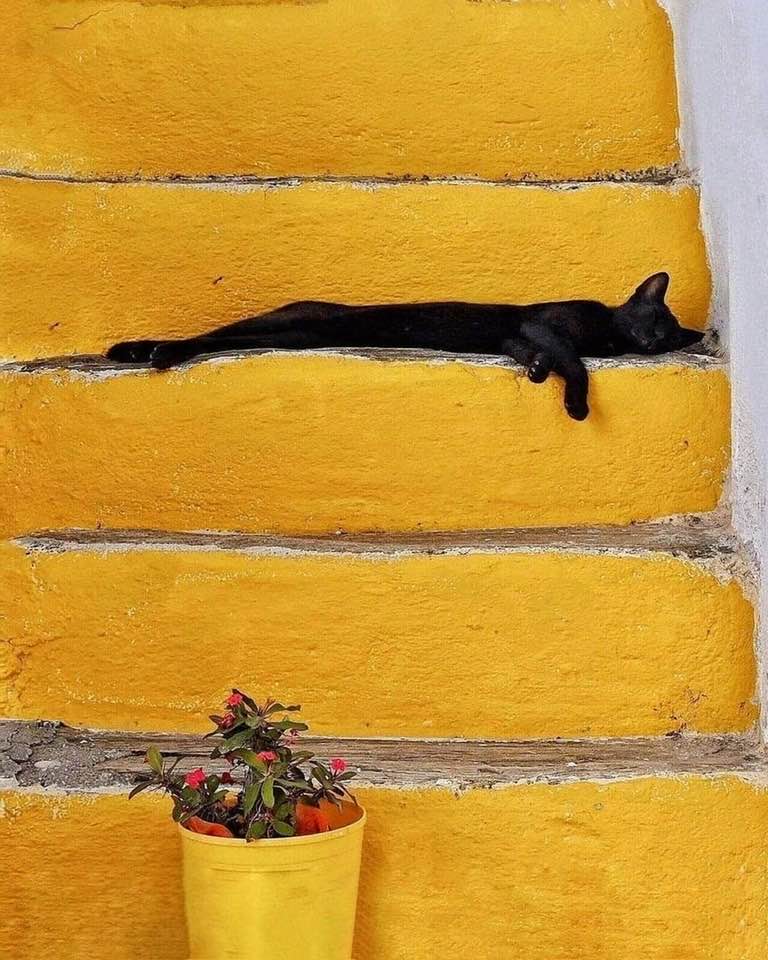 Black cat lying on bright yellow stairs next to yellow flower pot