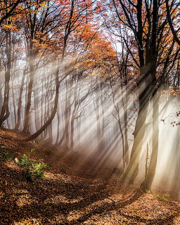 Autumn Forest Sunbeams