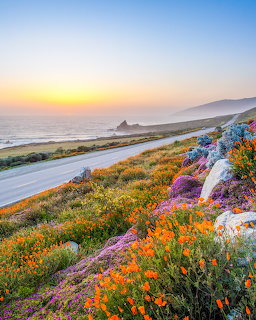 California Coast Wildflower Bloom