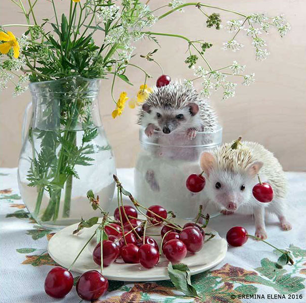 Hedgehogs and Cherries