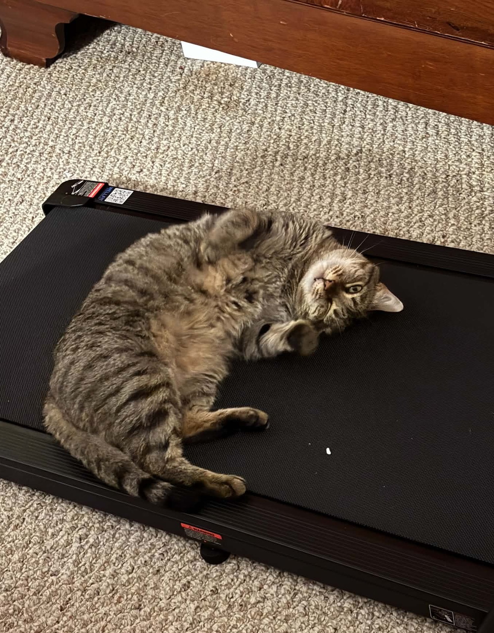 Tabby cat lying sprawled on a black treadmill belt in a home setting