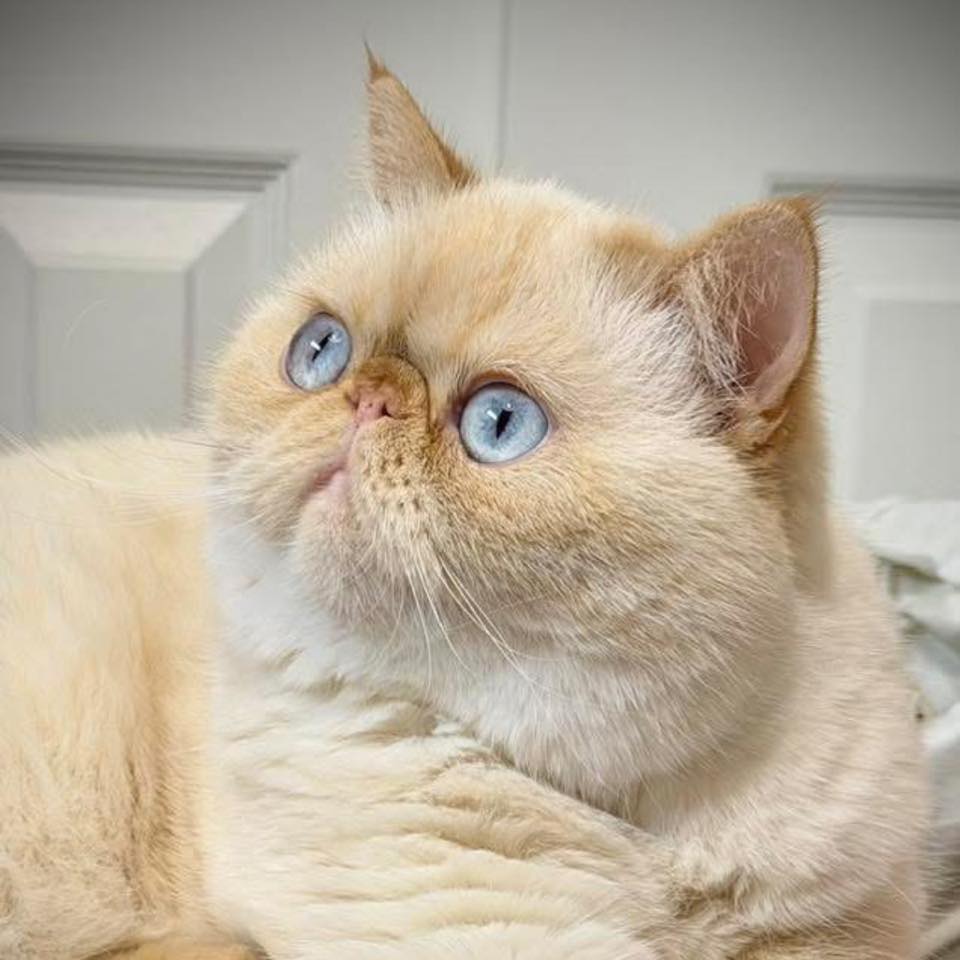 Cream kitten with blue eyes looking up