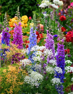 Dense colorful flower garden with purple lupines, white clusters, yellow and red blooms